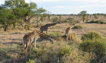 Évasion au Serengeti