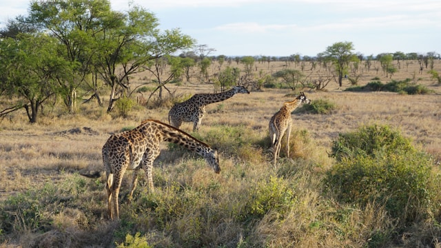 Évasion au parc national du Serengeti