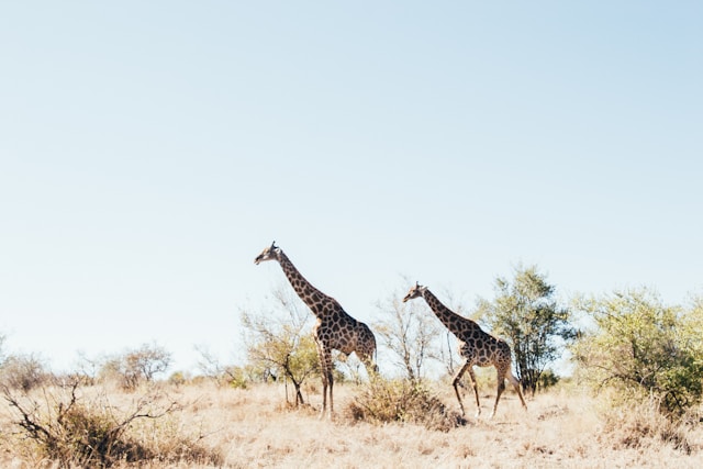 Pourquoi les safaris en Afrique du Sud devraient-ils être sur votre liste de rêves ?