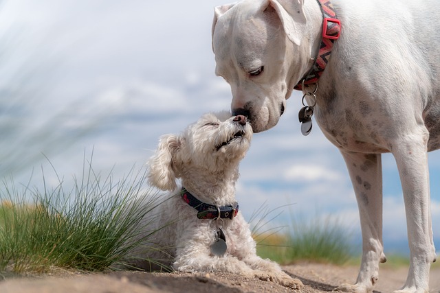 Protéger votre animal contre les tiques et les puces : guide