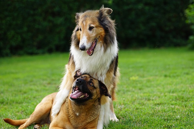 chiens protectrices