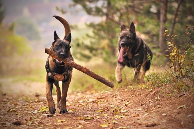 dresser votre chien