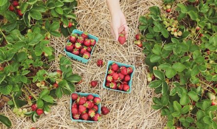 potager biologique