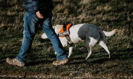 harnais pour chien