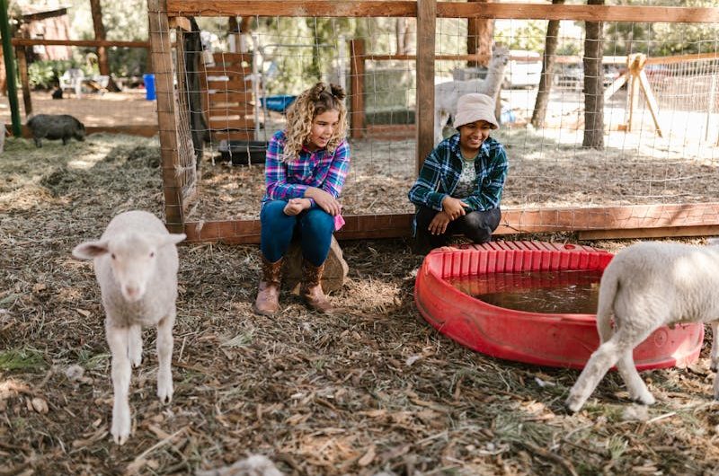 Les animaux et les enfants : stratégies pour une coexistence harmonieuse