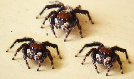 araignées domestiques