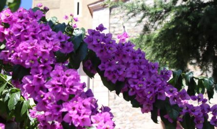 Bougainvillier Violet de Mèze