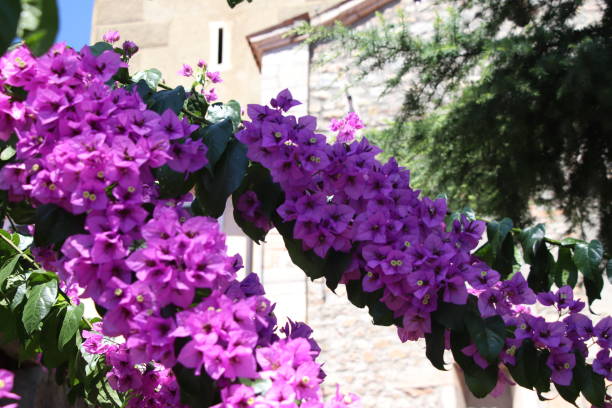 Bougainvillier Violet de Mèze