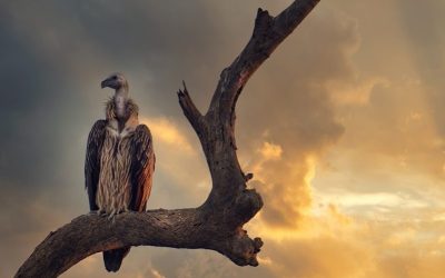 vautours à Rémuzat