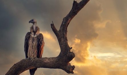 vautours à Rémuzat