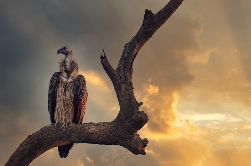 Voir les vautours à Remuzat : guide complet pour y aller