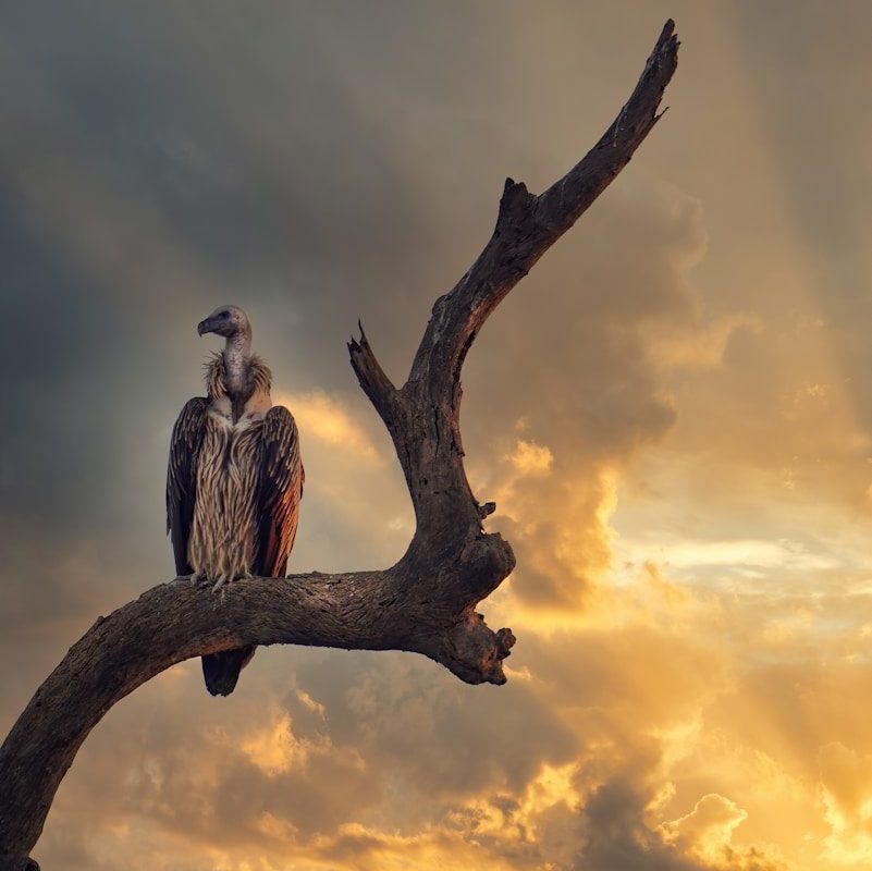 vautours à Rémuzat