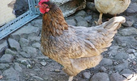 Pack soins animaux : solution bien-être pratique