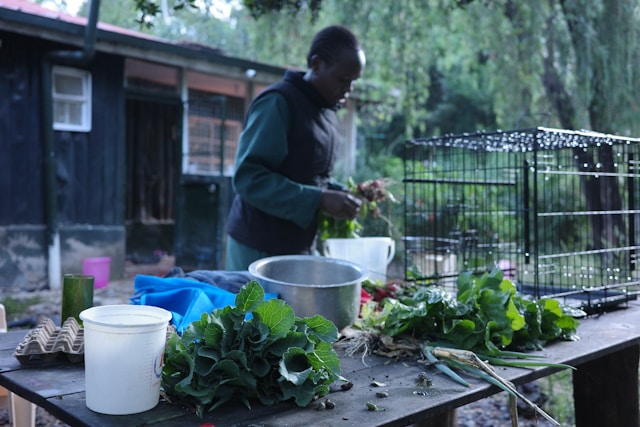 Alimentation durable : manger sain sans se ruiner