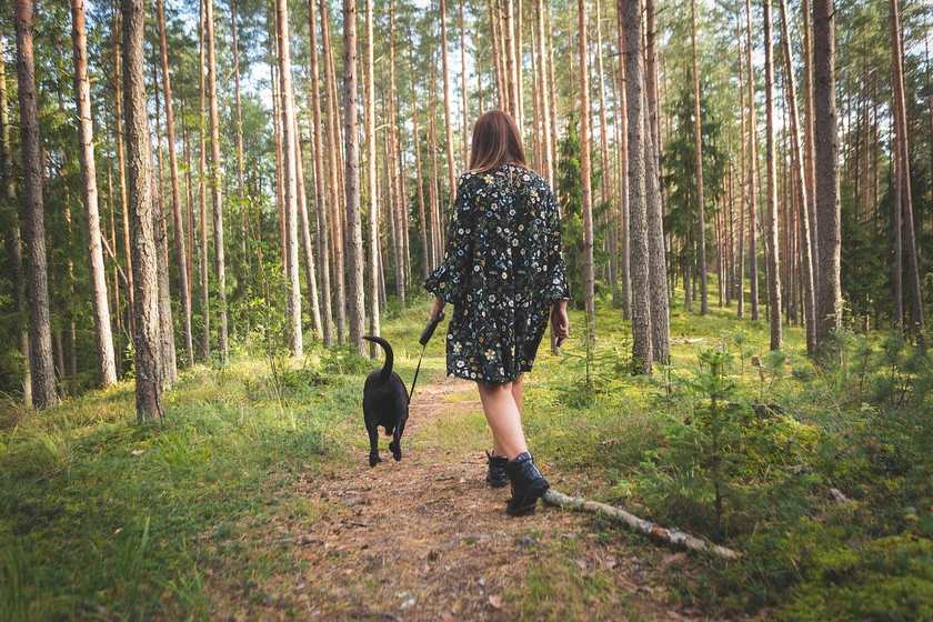 Femme marchant un chien noir dans une forêt dense et lumineuse Femme marchant un chien noir dans une forêt dense et lumineuse